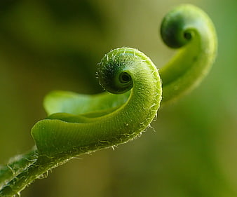 Macro Photography of Unfurling Green Fern Fiddlehead