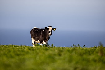 Black and white cow standing in green pasture with blue sky