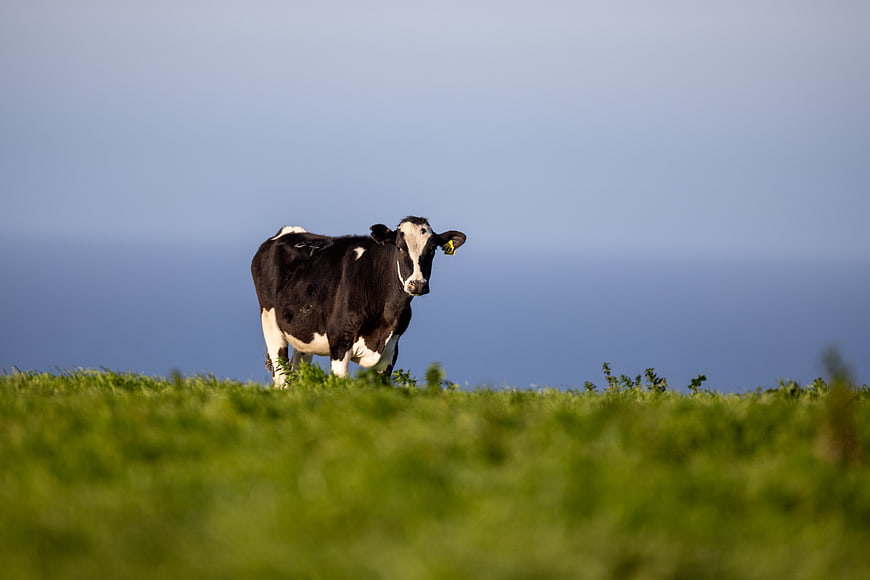 Black and white cow standing in green pasture with blue sky