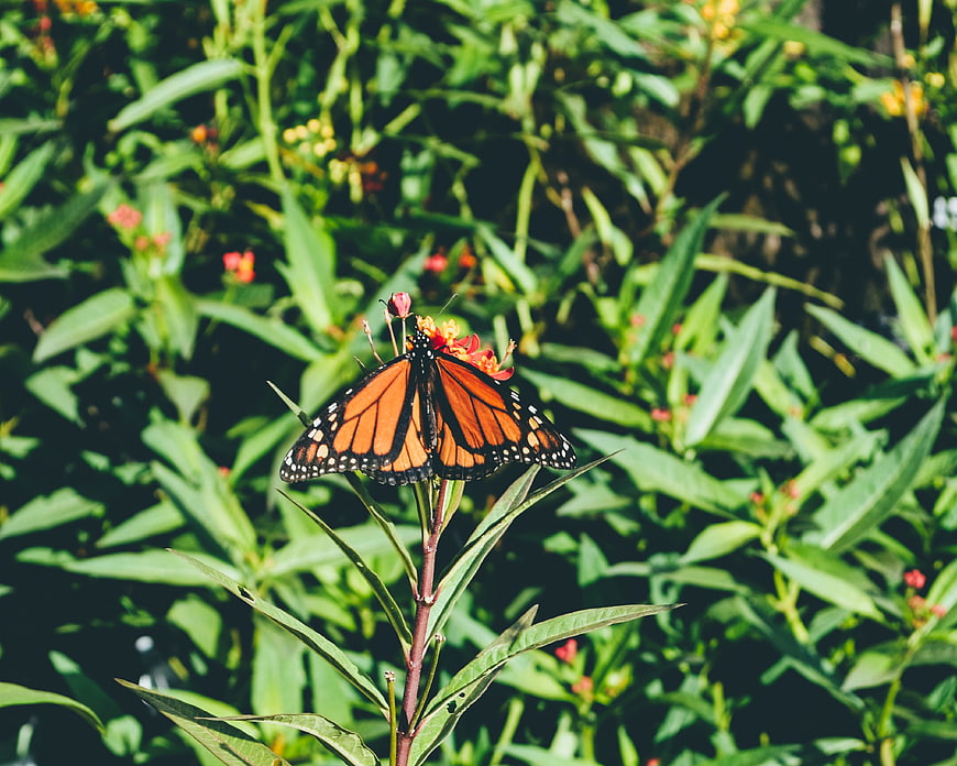 Monarch Butterfly on Milkweed in Sunlit Garden