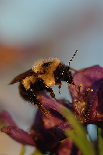 Macro Photography of Bumblebee on Purple Flower