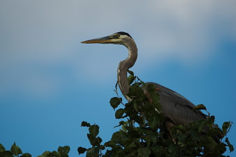 Great Blue Heron Perched in Tree Against Blue Sky
