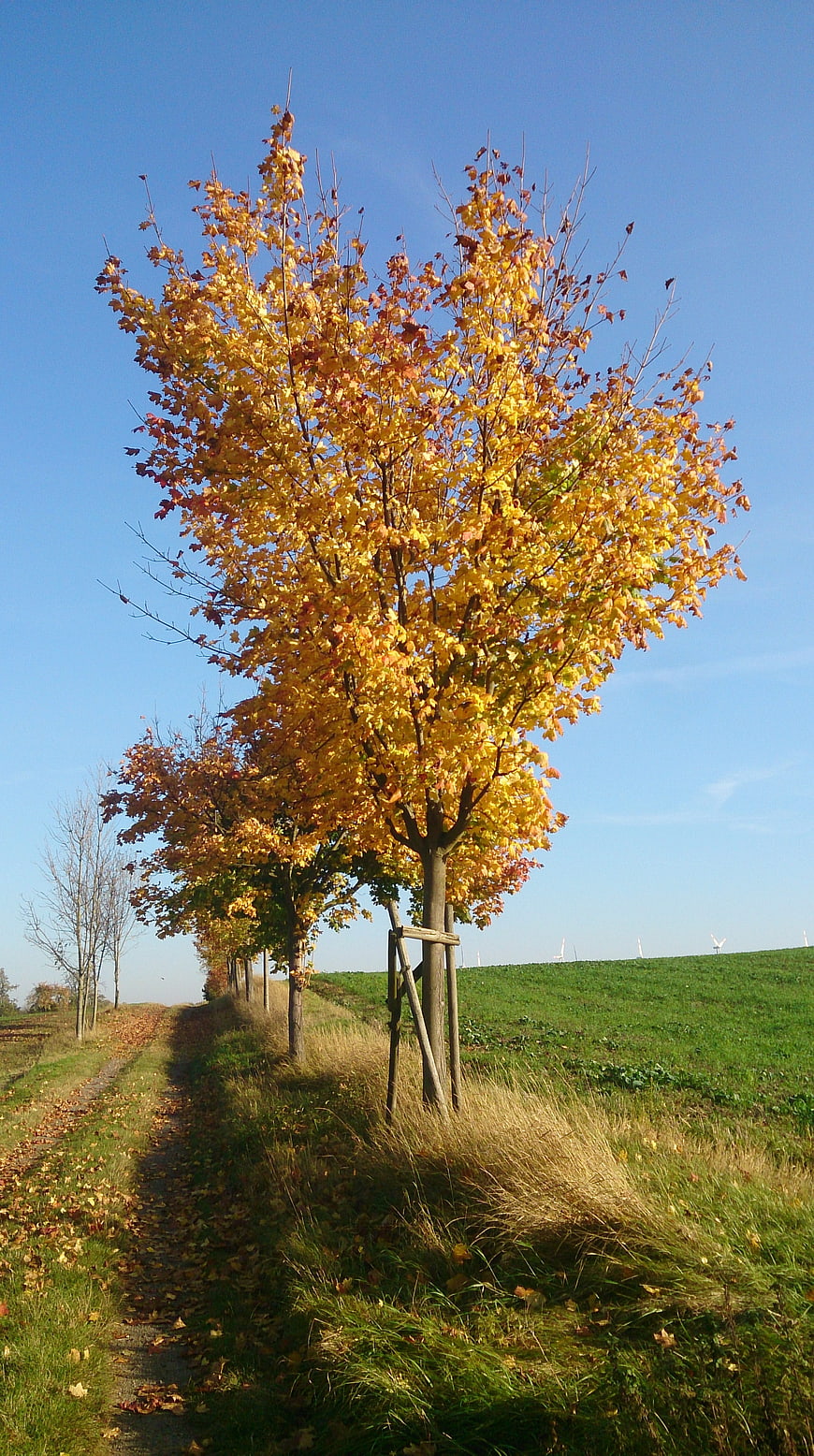 Golden autumn tree line along a rural country path