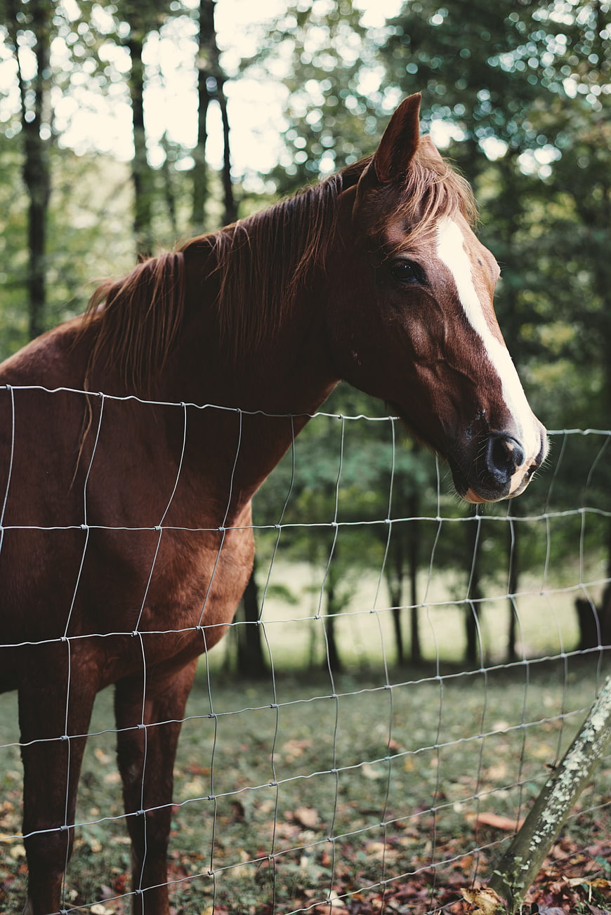 Brown Horse with White Blaze Behind Wire Fence in Forest