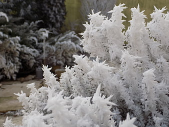 Close-up of white hoarfrost crystals on evergreen branches