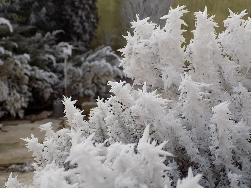 Close-up of white hoarfrost crystals on evergreen branches