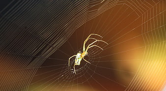 Garden Spider on Web with Golden Hour Backlight