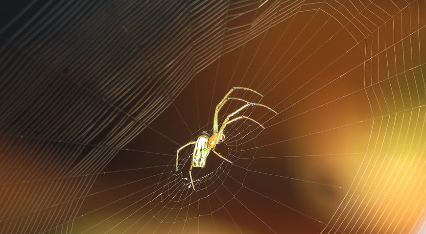 Garden Spider on Web with Golden Hour Backlight
