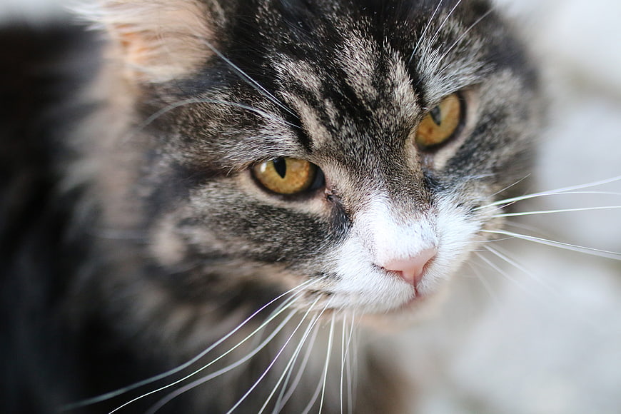 Close-up portrait of a tabby cat with amber eyes