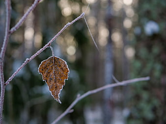 Frosty brown leaf on branch in winter forest
