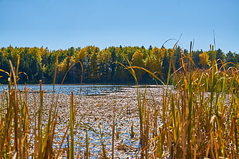 Autumn Lake Landscape with Reeds and Yellow Forest