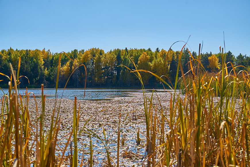 Autumn Lake Landscape with Reeds and Yellow Forest