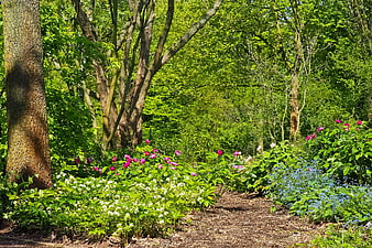 Spring Garden Path With Blooming Peonies And Wildflowers