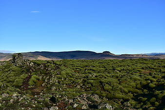 Vibrant Green Mossy Lava Field Landscape in Iceland