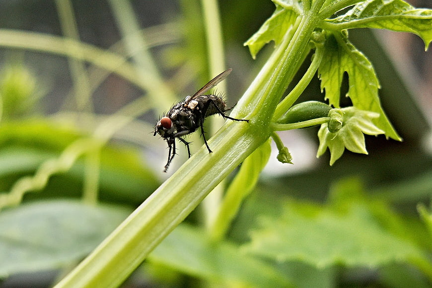 Close-up of a fly on a green plant stem