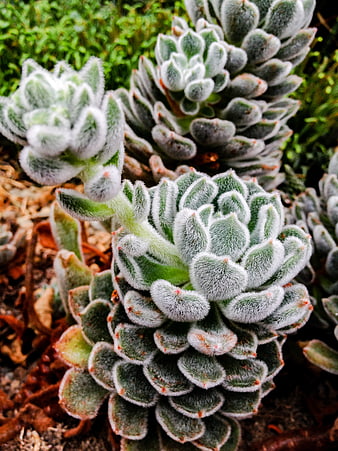 Close-up of fuzzy green succulent plant with white edges