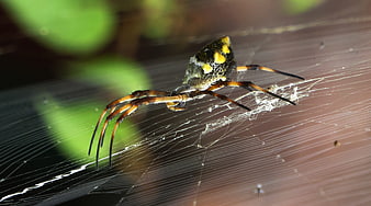 Close-up of a yellow and black garden spider on web