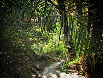 Sunlit path through dense tropical palm forest
