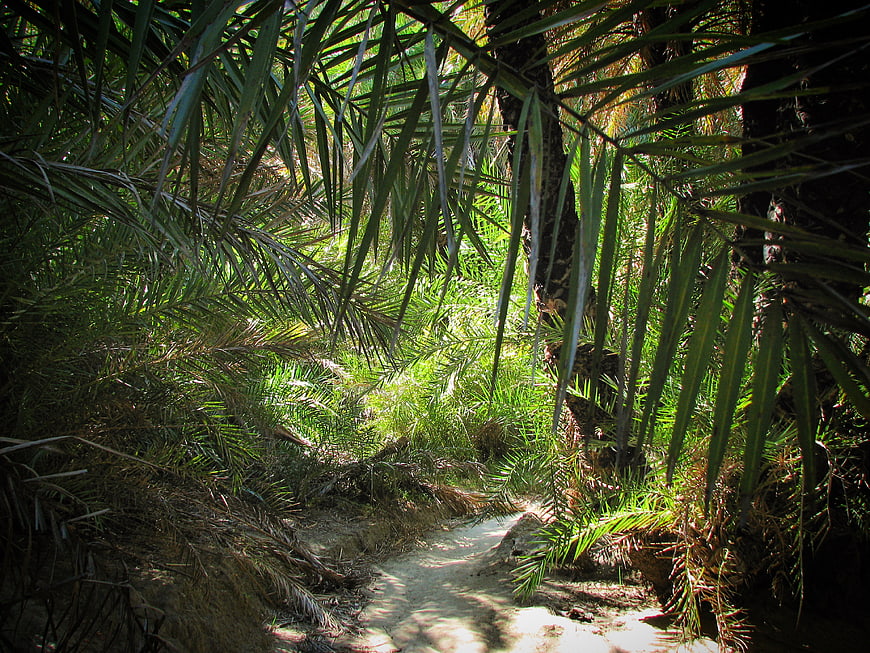 Sunlit path through dense tropical palm forest