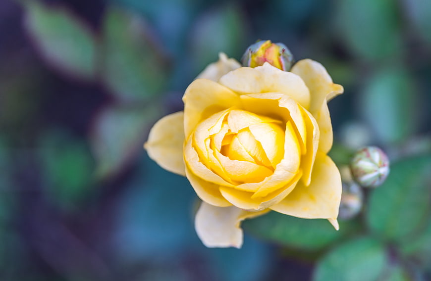 Close-up of a yellow rose with blurred green background