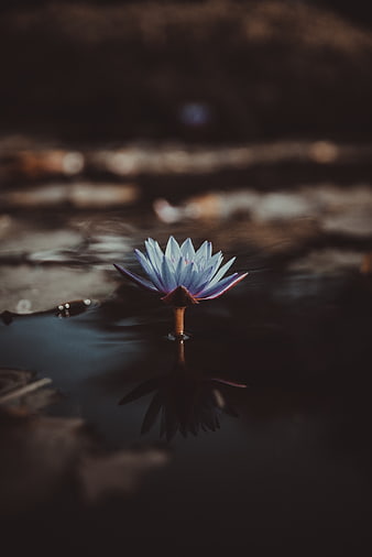 Blue Water Lily Floating on Dark Water with Reflection