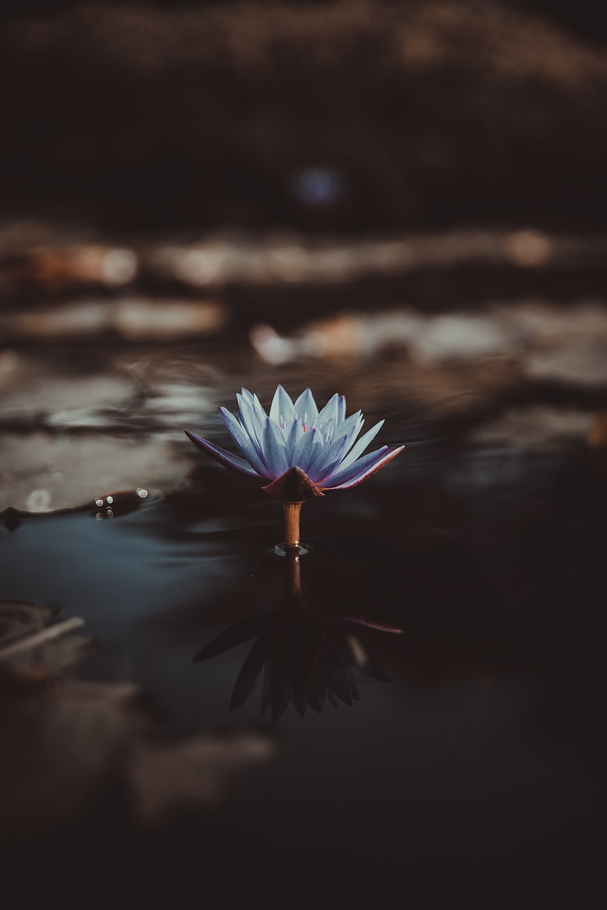 Blue Water Lily Floating on Dark Water with Reflection