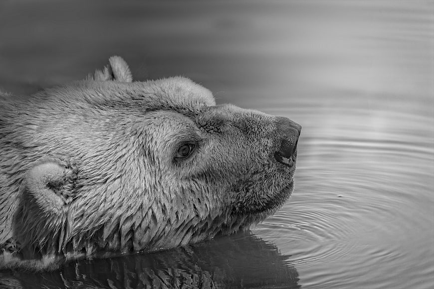 Close-up of a polar bear swimming in water black and white
