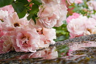 Pink Roses Reflected in Rain Puddle