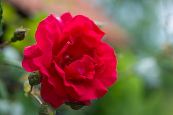 Vibrant Red Rose Close-Up with Blurred Green Background