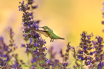 Green Hummingbird Feeding on Purple Salvia Flowers