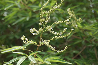 Close-up of white flowering plant with green leaves
