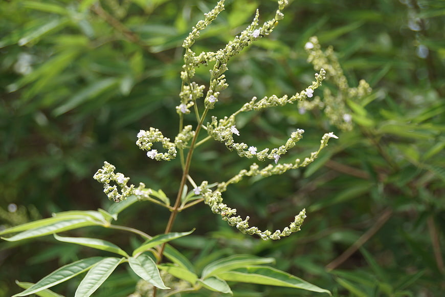 Close-up of white flowering plant with green leaves