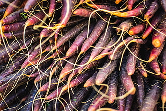 Close-up of fresh purple carrots with roots