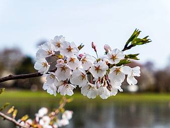 White Cherry Blossoms on Branch with Blurred Background