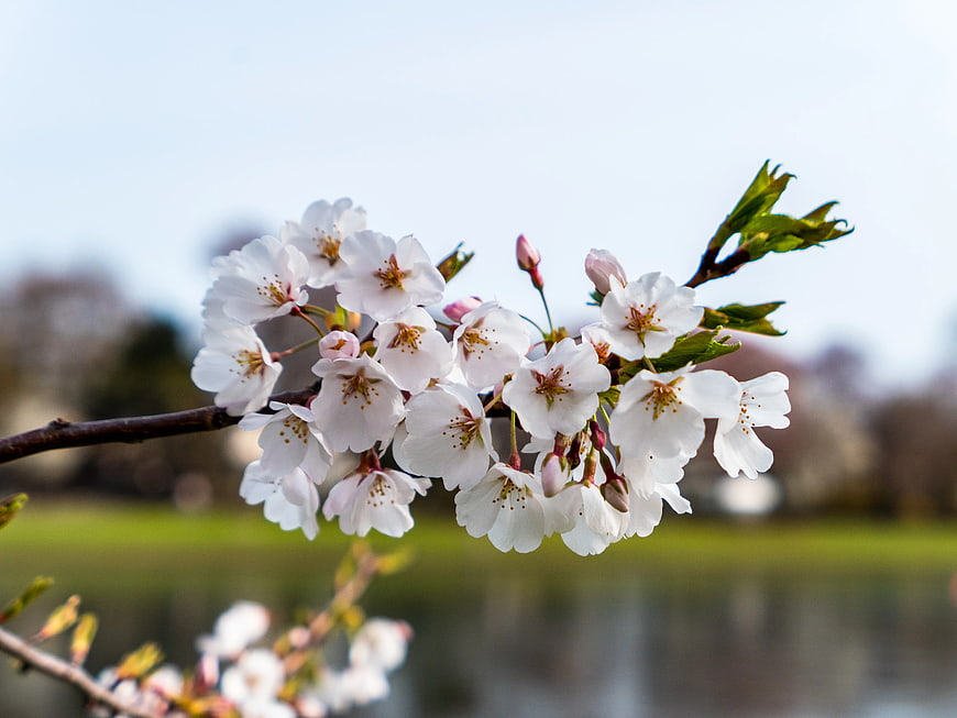 White Cherry Blossoms on Branch with Blurred Background