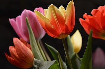 Vibrant Tulips in Pink, Red, and Yellow Against Black Background