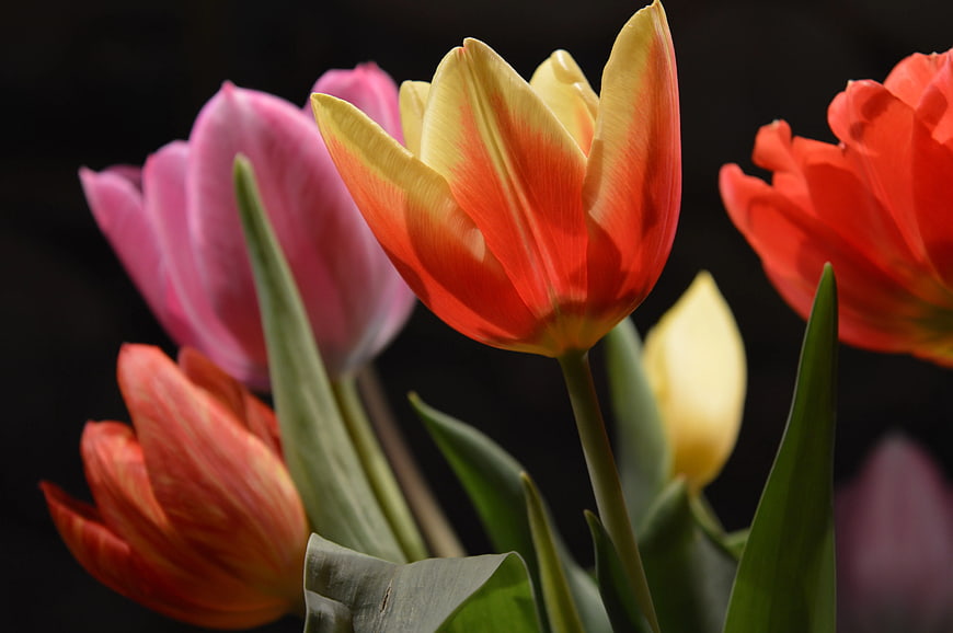 Vibrant Tulips in Pink, Red, and Yellow Against Black Background