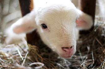 Cute White Lamb Lying in Hay Close-Up