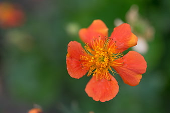 Close-up of vibrant orange flower with yellow stamens