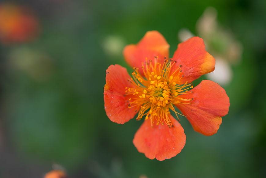 Close-up of vibrant orange flower with yellow stamens