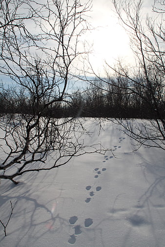 Animal Tracks in Snowy Winter Forest Landscape