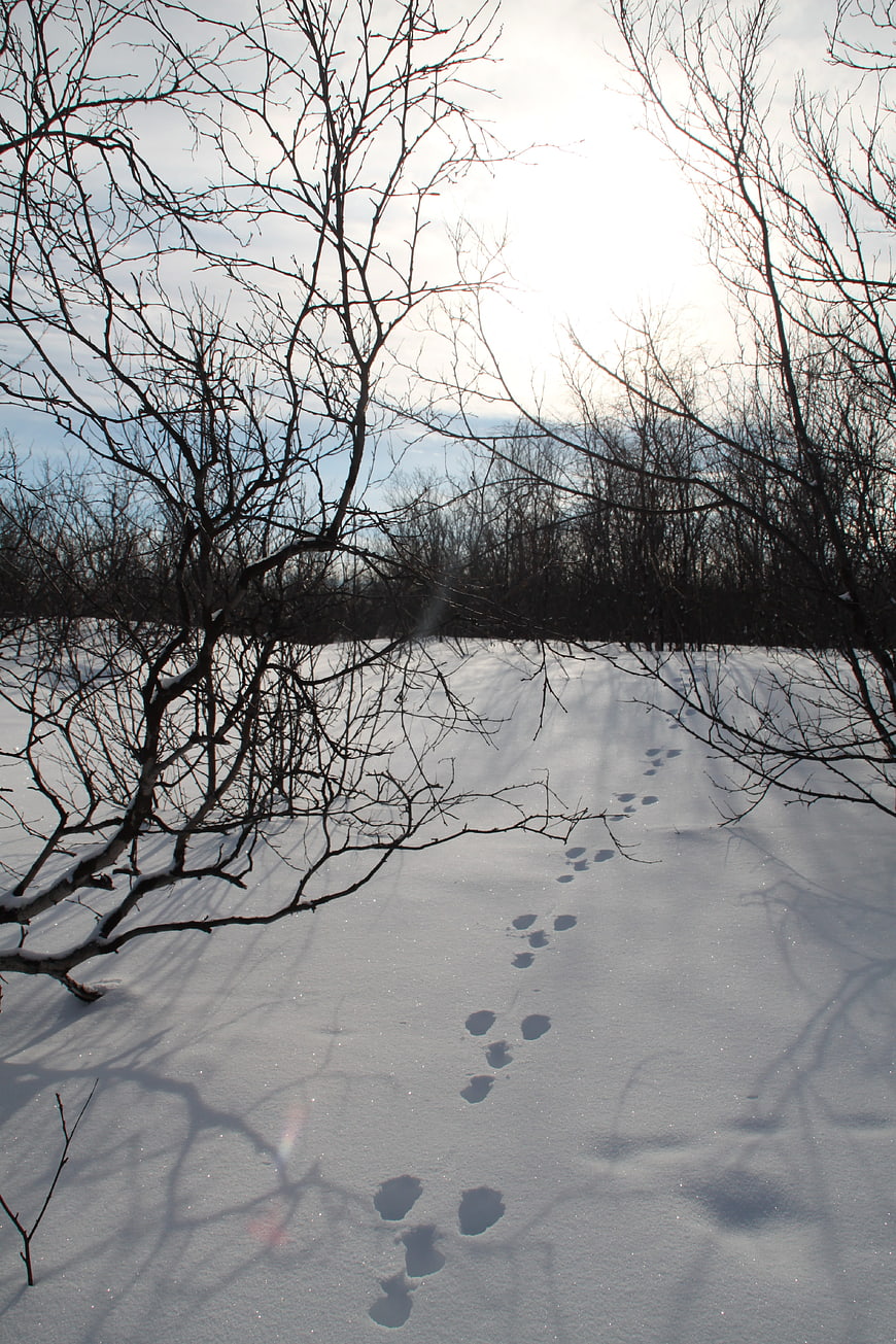 Animal Tracks in Snowy Winter Forest Landscape