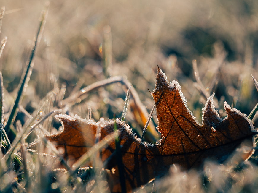 Frosty Oak Leaf Close-Up in Morning Sunlight