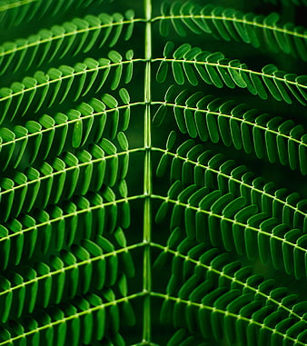 Close-up of symmetrical green fern leaf pattern