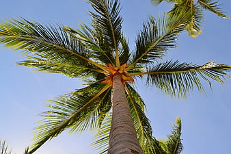 Low angle view of tall palm tree against blue sky