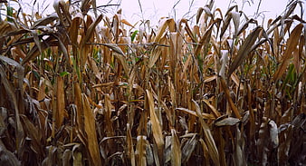 Dried cornfield in autumn with brown stalks and leaves