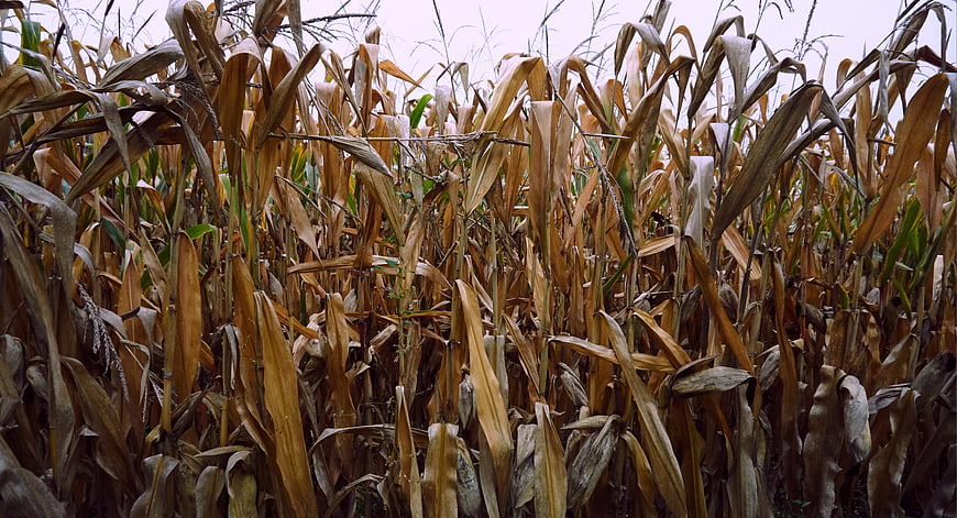 Dried cornfield in autumn with brown stalks and leaves