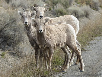 Three Bighorn Sheep Standing on a Dirt Trail