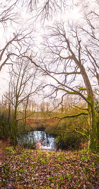 Serene Winter Forest Pond with Bare Trees and Mossy Branches