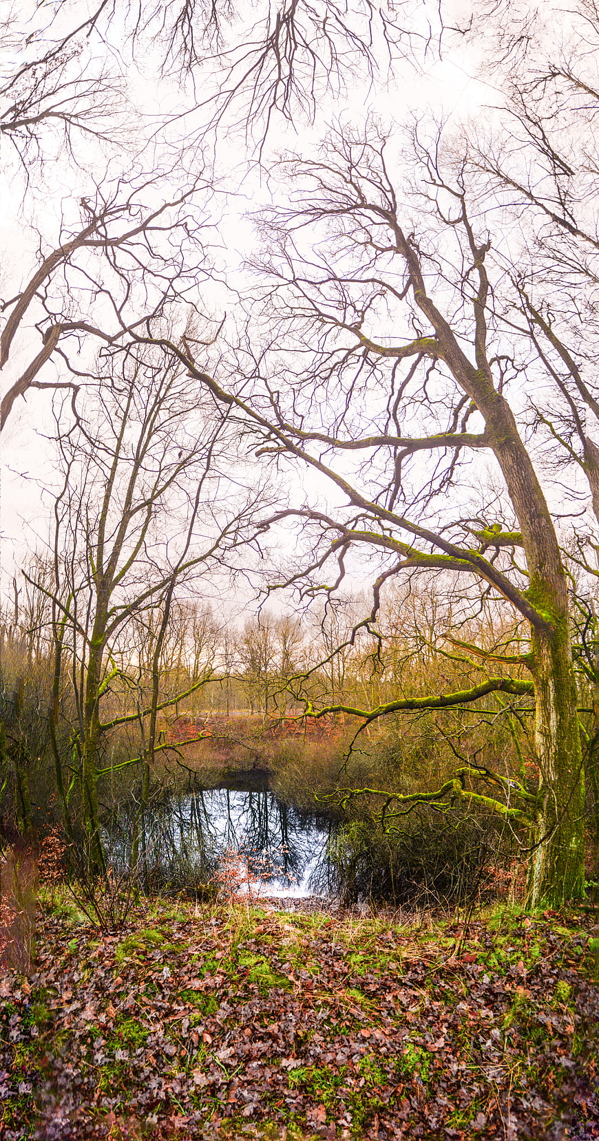 Serene Winter Forest Pond with Bare Trees and Mossy Branches
